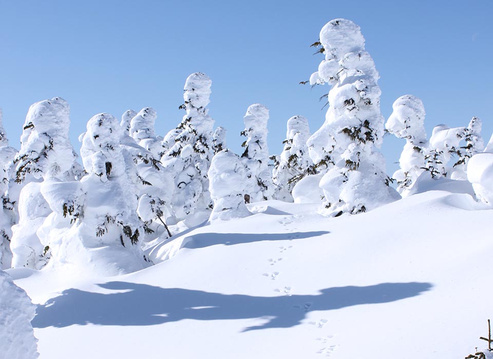 パウダースノーで最高の雪山体験を。
