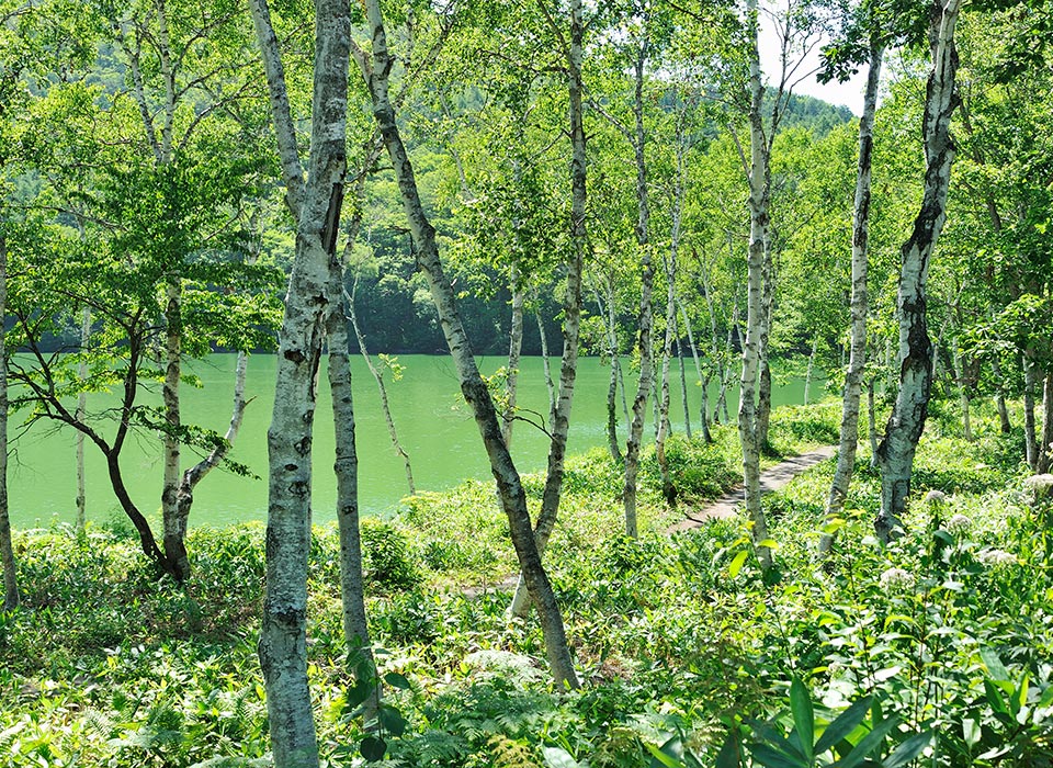 透き通る青空と、白樺の緑に癒される。